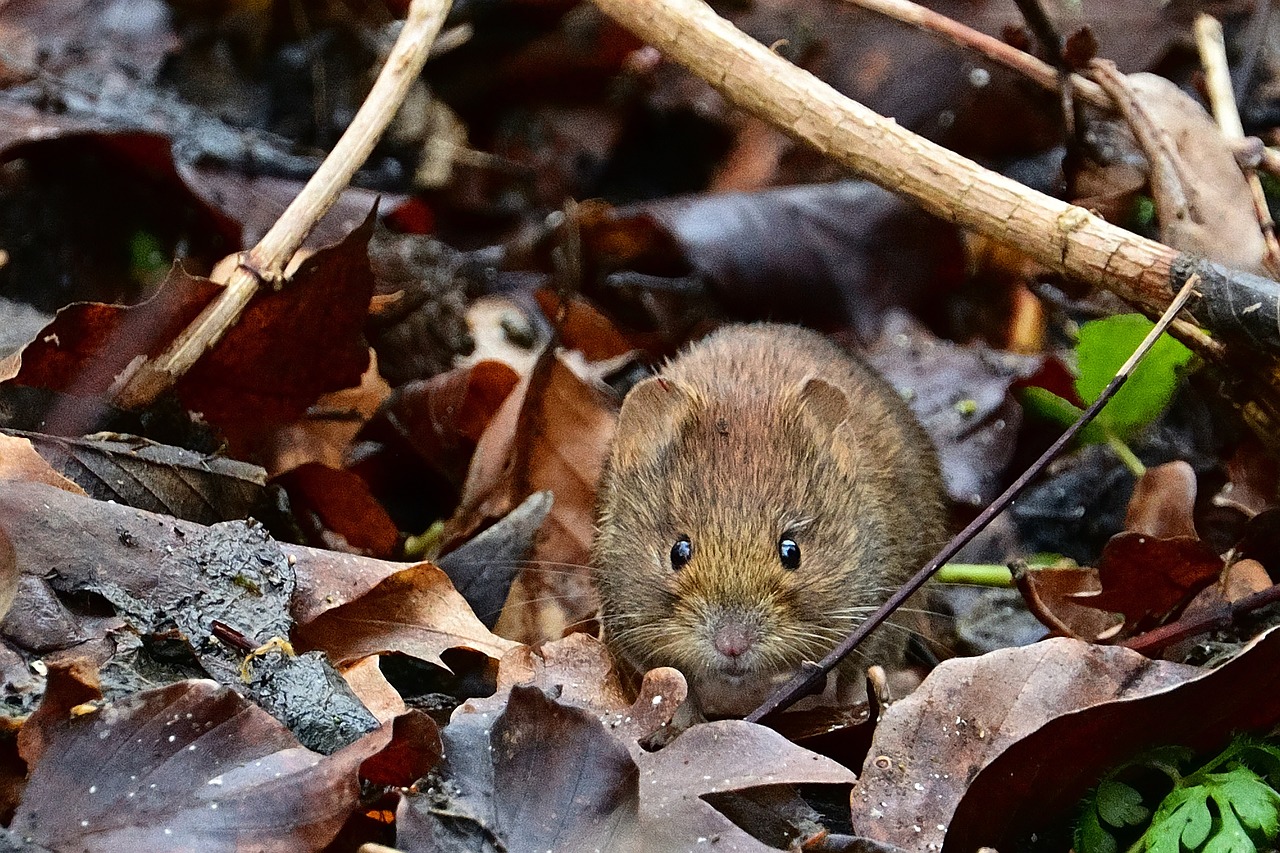 Moles Vs Voles Picture Identification Removal Methods