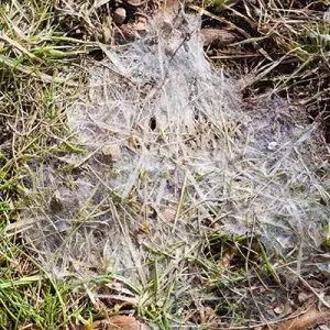 a leaf spot on a lawn
