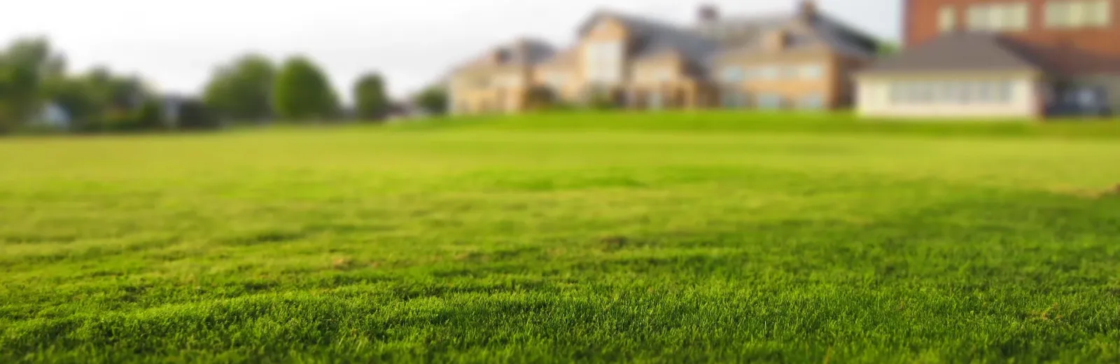 Healthy green lawn with 4-Evergreen Lawn Care