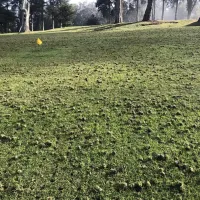 large grass space core aerated