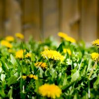Dandelions