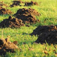 Molehills on green lawn