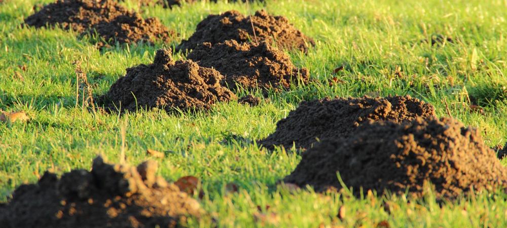 Molehills on green lawn