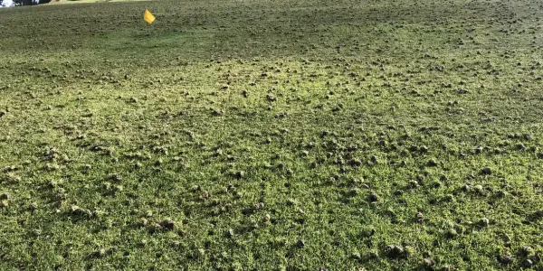 large grass space core aerated