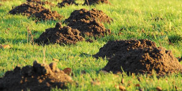Molehills on green lawn