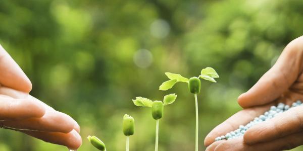 Adding fertilizer to small plants