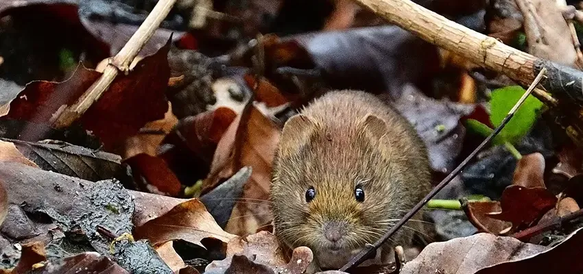 mouse