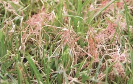 red thread on grass