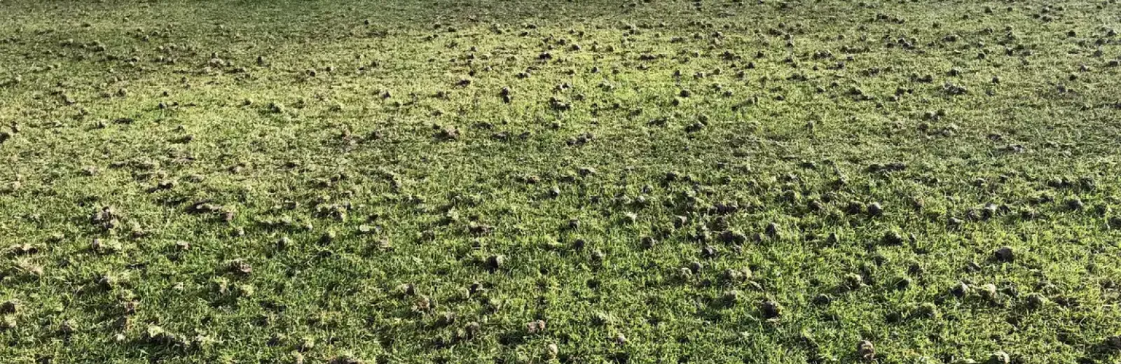 large grass space core aerated