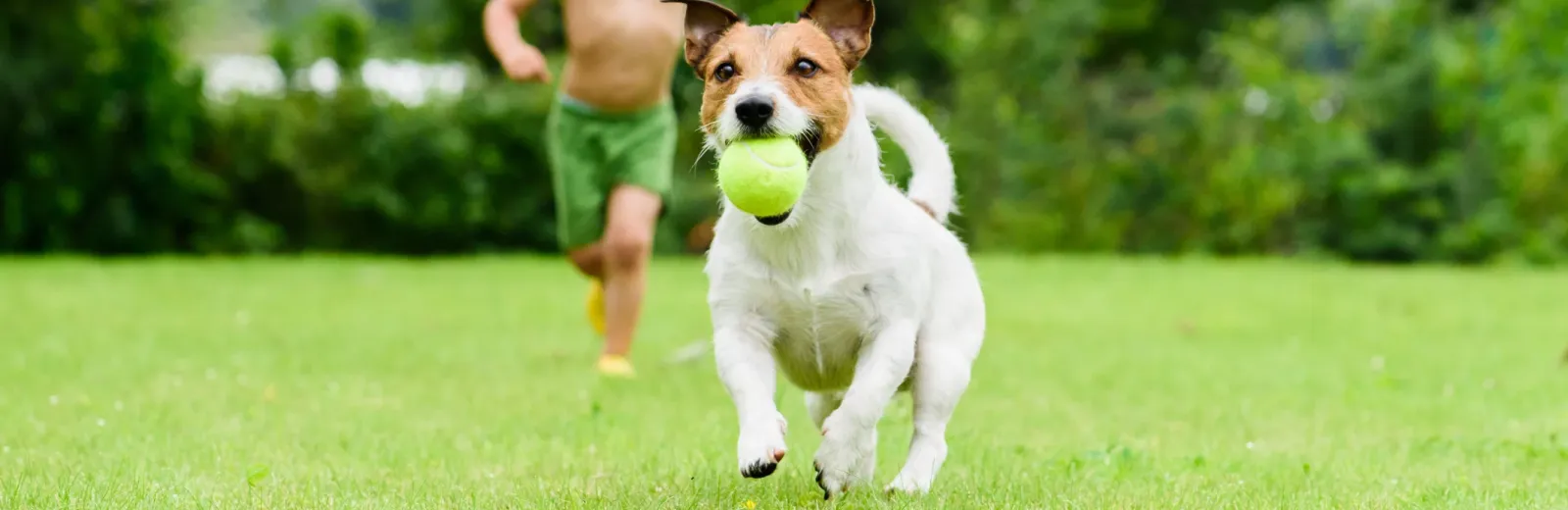 Boy chasing dog with ball across green lawn