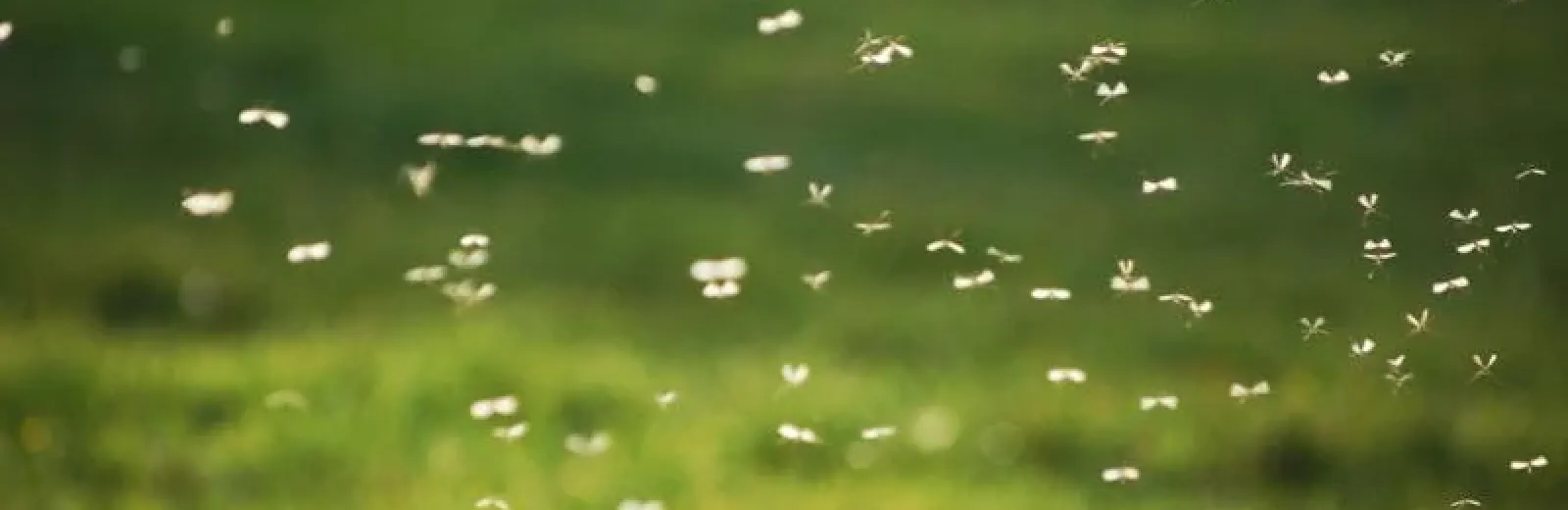 mosquito