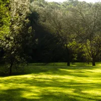 grass-field