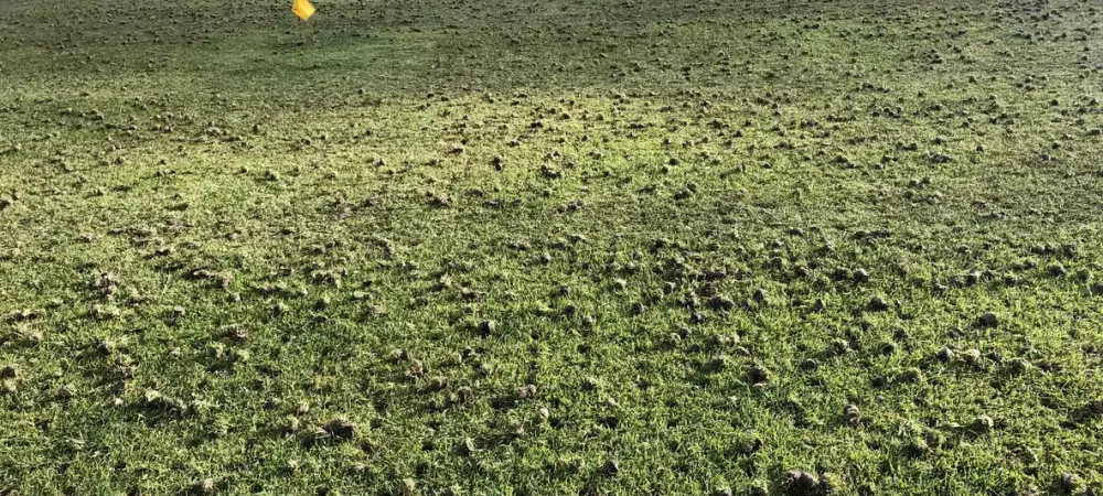 large grass space core aerated