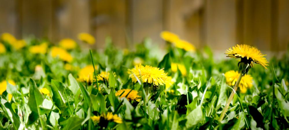 Dandelions