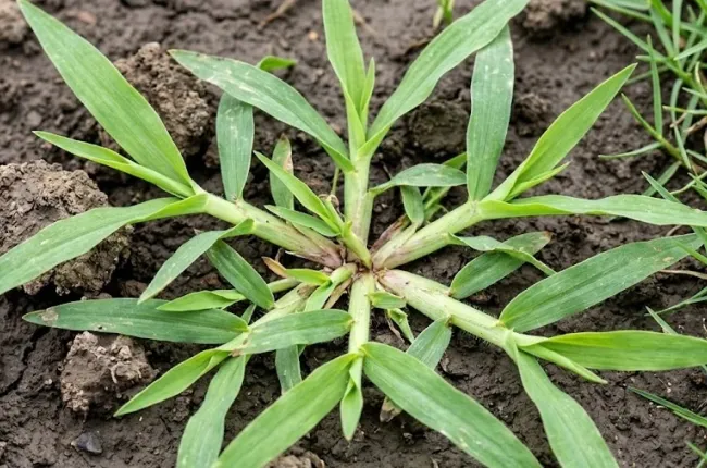 macro shot of crabgrass
