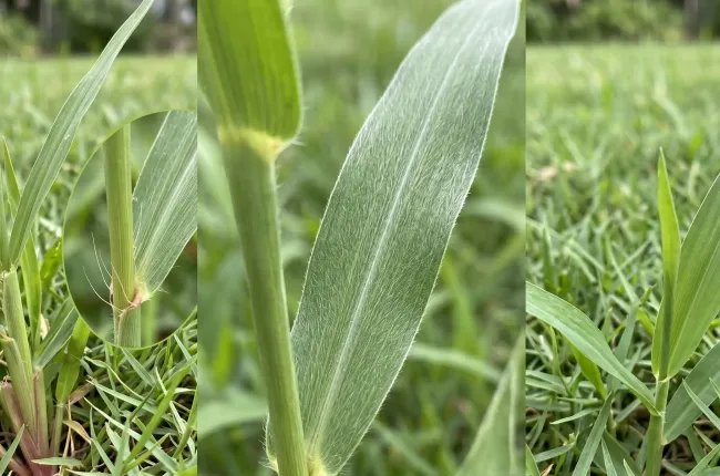 three macro shots of foxtail weed