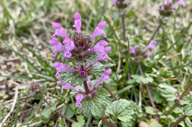 macro shot of henbit