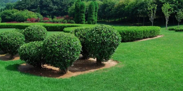tree and shrubs